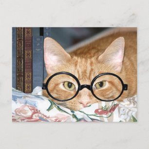 Cat with glasses and books postcard