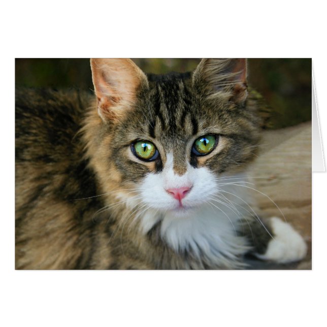 Cat With Green Eyes (Front Horizontal)