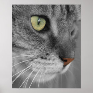Cat with Green Eyes Poster Print
