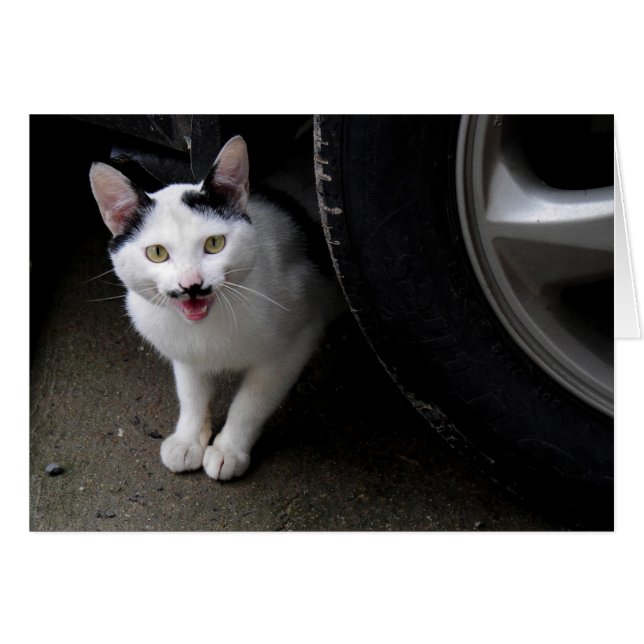 Cat with Moustache (Front Horizontal)