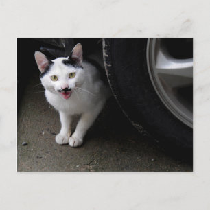 Cat with Moustache Postcard