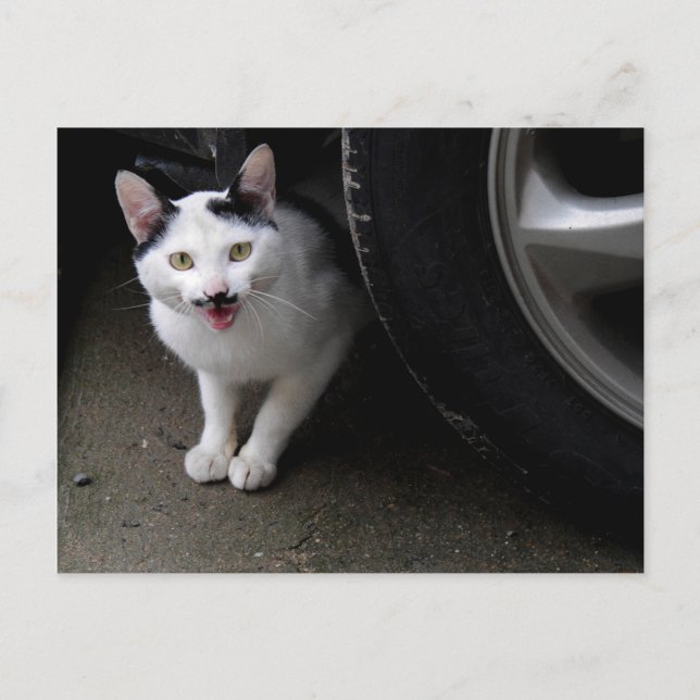 Cat with Moustache Postcard (Front)