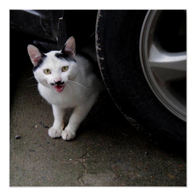 Cat with Moustache Poster (Front)