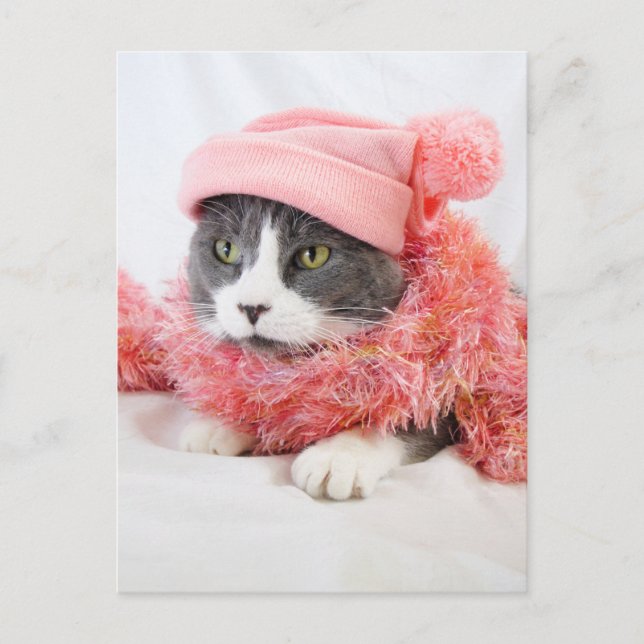 Cat with Pink Hat Postcard (Front)