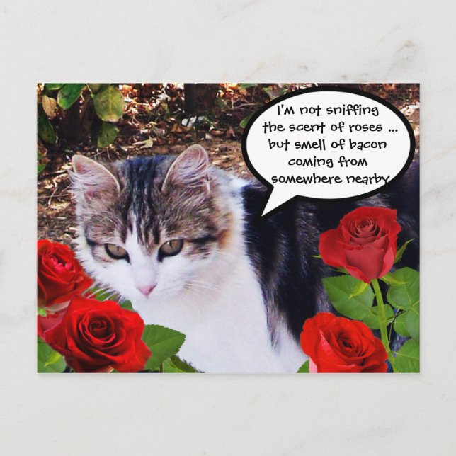 CAT WITH RED ROSES POSTCARD (Front)