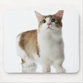 Cat with short feet mouse pad