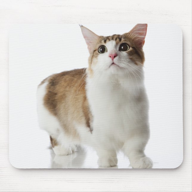 Cat with short feet mouse pad (Front)