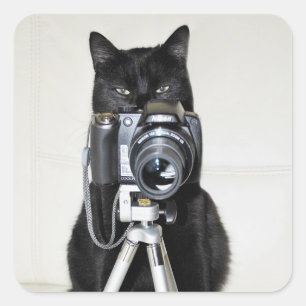 Cat with the camera square sticker
