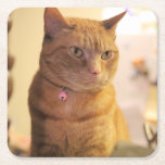 Cat Wooden Keepsake Box Square Paper Coaster<br><div class="desc">cat</div>