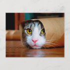 Cat wrapped in a brown paper