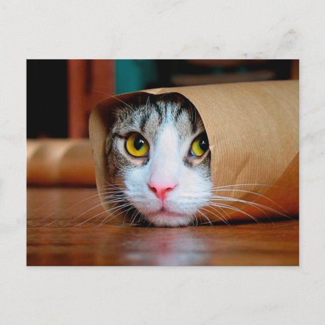 Cat wrapped in a brown paper postcard (Front)