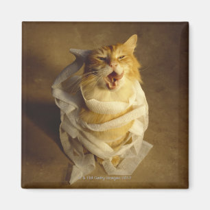 Cat wrapped in medical gauze magnet