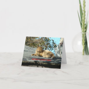 "Cata Claus", Merry Christmas Holiday Card