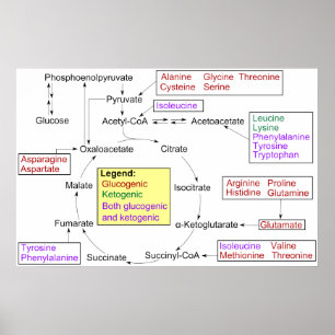 Catabolism of Proteinogenic Amino Acids Diagram Poster