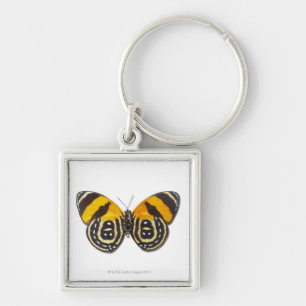 Catagramma cynosura keychain