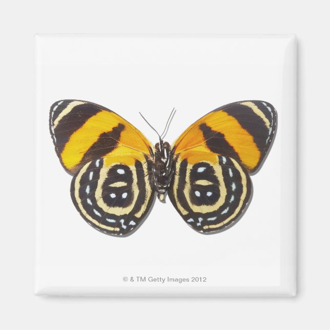 Catagramma cynosura magnet (Front)