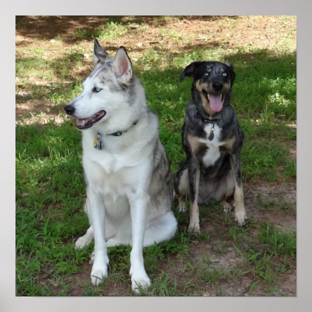Catahoula and Ausky Dog Friendship Poster (Front)
