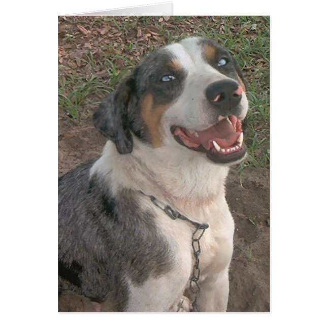 Catahoula Leopard Dog (Devant)