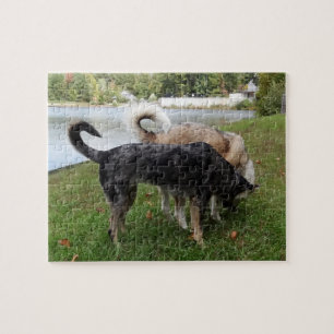 Catahoula Leopard Dog and Ausky Dog Sniffing Jigsaw Puzzle