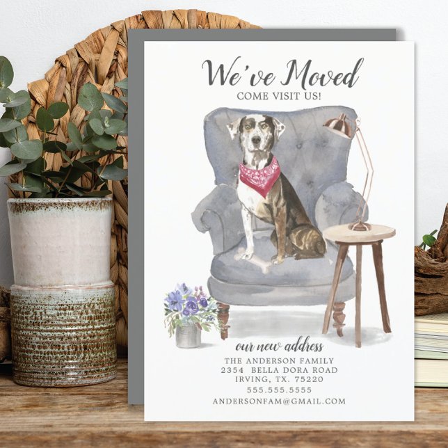 Catahoula Leopard Dog | Moving Announcement (Creator Uploaded)