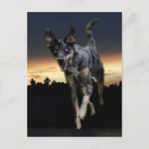 Catahoula Leopard Dog Running on Sunset Postcard