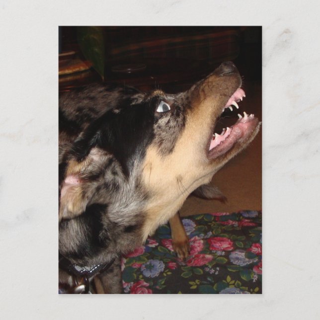 Catahoula Leopard Dog Showing Teeth Postcard (Front)