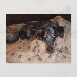 Catahoula Leopard Dog Snoozing Postcard
