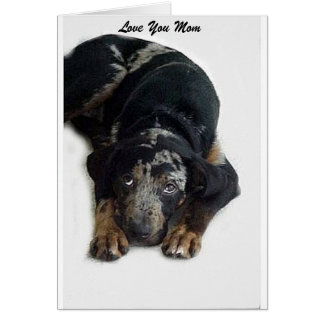 Catahoula Rescue