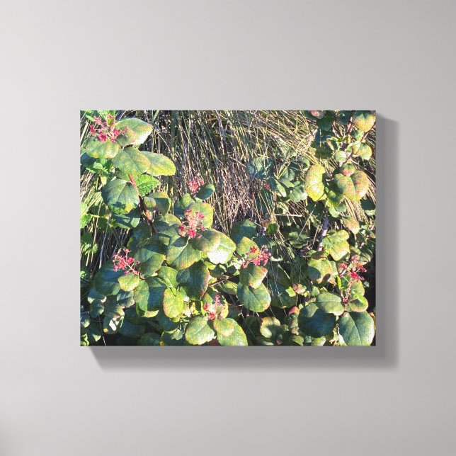 Catalina Currant Canvas Print (Front)