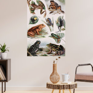 Catalogue vintage de grenouilles Poster