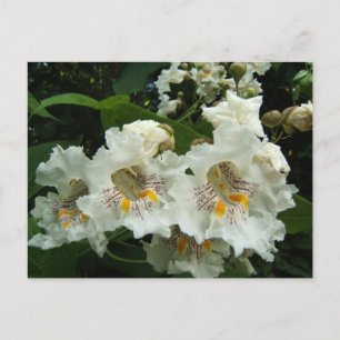 Catalpa blooms ~ postcard