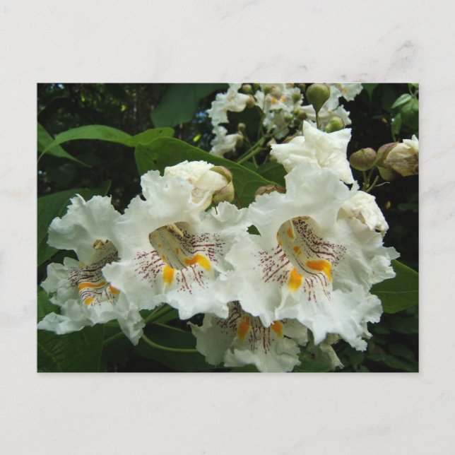 Catalpa blooms ~ postcard (Front)