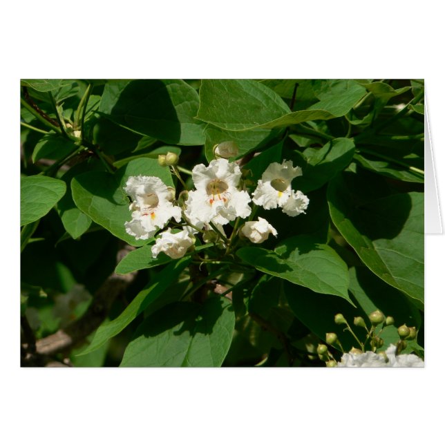 Catalpa Blossom (Front Horizontal)