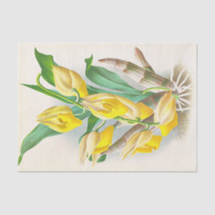 Catasetum Macrocaprum (Orchid) by Jean Linden Tissue Paper