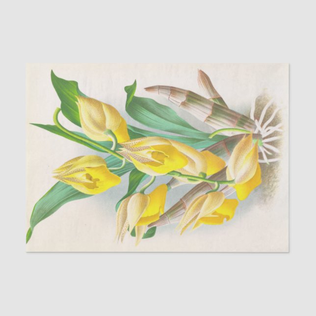 Catasetum Macrocaprum (Orchid) by Jean Linden Tissue Paper (Front)