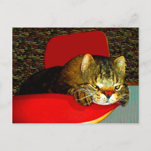 CATaTUDEs Postcard