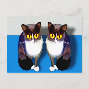 CATaTUDEs Postcard