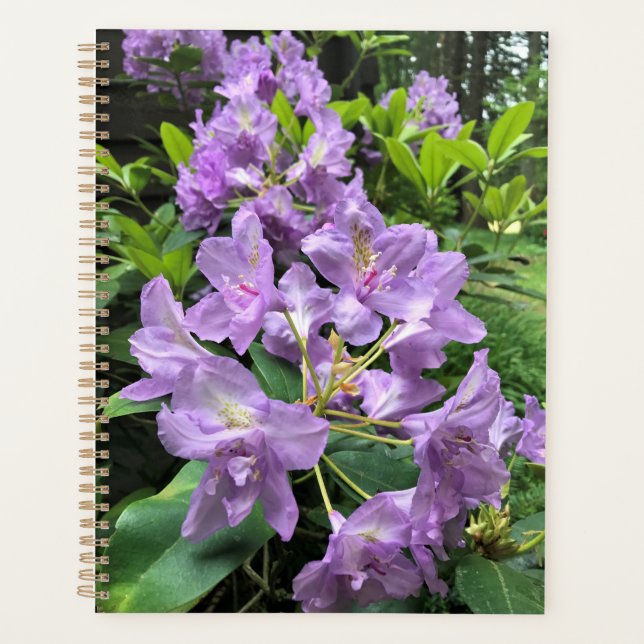 Catawbiense Boursault Rhododendrons, Oregon (Devant)