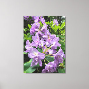Catawbiense Boursault Rhododendrons, Oregon Canvas Print