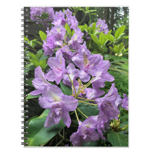 Catawbiense Boursault Rhododendrons, Oregon Notebook