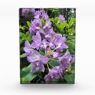 Catawbiense Boursault Rhododendrons, Oregon Photo Block
