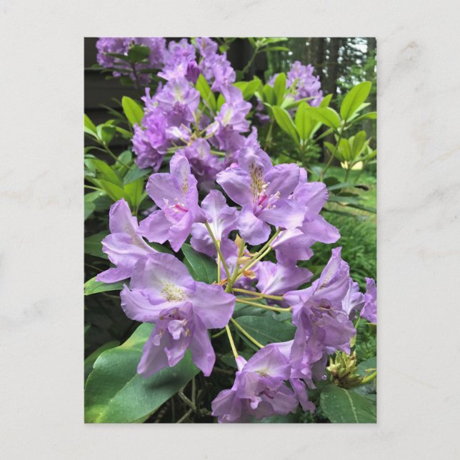 Catawbiense Boursault Rhododendrons, Oregon Postcard (Front)