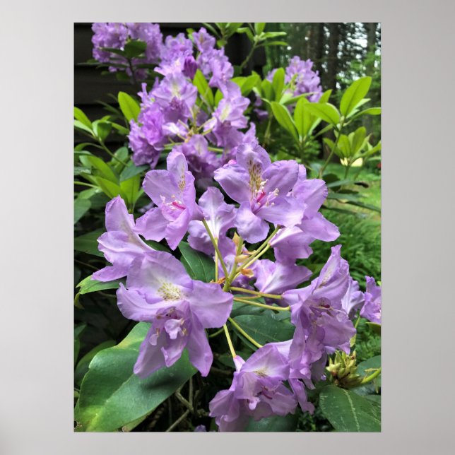 Catawbiense Boursault Rhododendrons, Oregon Poster (Front)