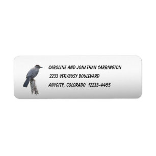 Catbird
