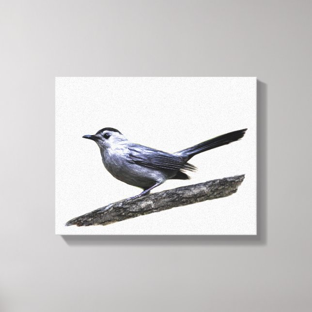 Catbird Canvas Print (Front)