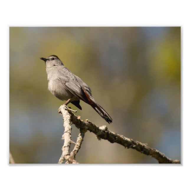 Catbird Photography Print (Front)