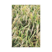 Catcher Scenery 8  Stretched Canvas Print