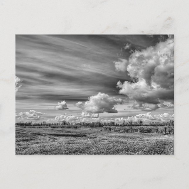 Catching Clouds (B&W) Postcard (Front)