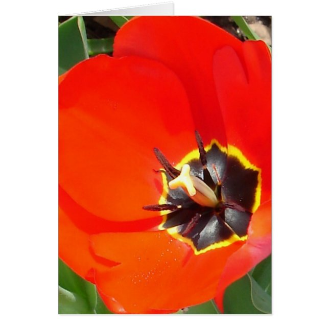 Catching rays (Front)