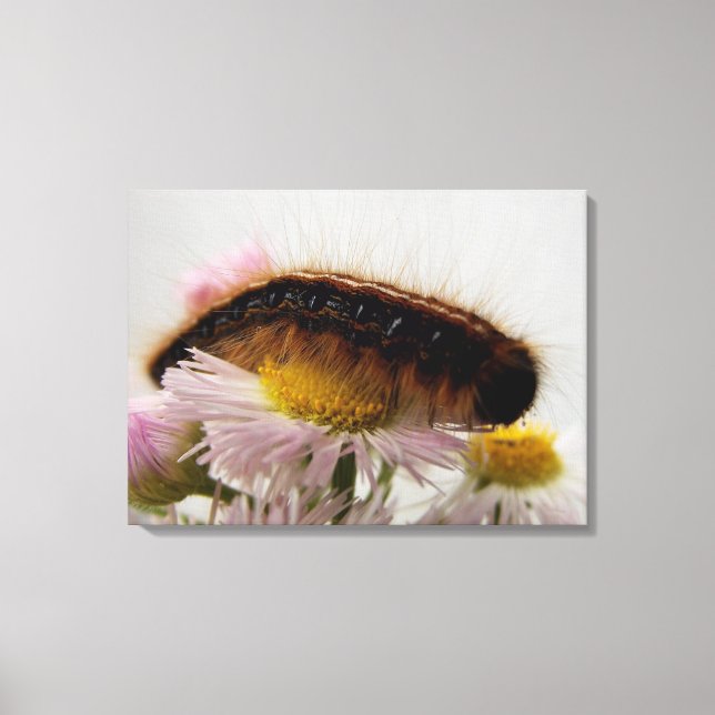 Caterpillar Canvas Print (Front)